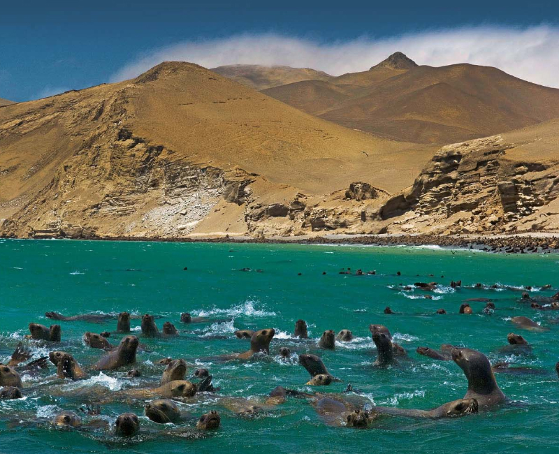 taxi aeropuerto, taxi ejecutivo, taxi seguro, taxi lima, taxi 24 horas